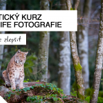 focení zvířat, wildlife, kurz, workshop, árek pro fotografa, šumava, focení, bavorský les, václav křížek, fotografický kurz, nejlepší cena, sleva