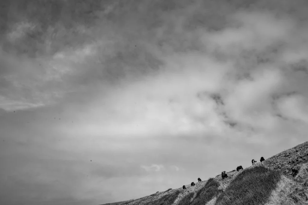 wild horses, brighton, hove, sussex, united kingdom, east dean, rottingdean. seven sisters, 7sisters, street photography , landscape photography, bw, belle tout, birling gap, south down national park